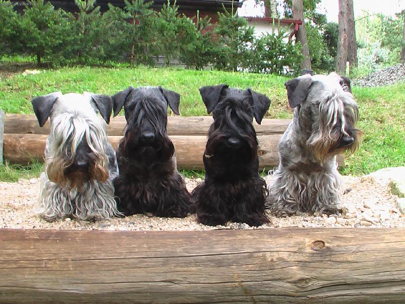 Foto: Orest Kalimera �ekaj� na start !-�echouni na sv� rozhledn� sleduj� proch�zej�c� houba�e