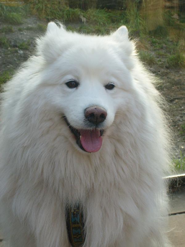 Foto: Roztomil� Samojed