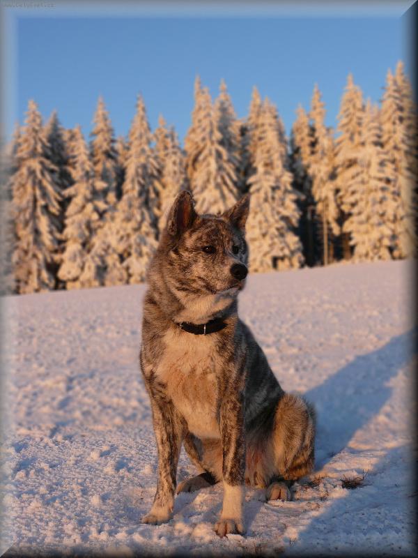 Foto: Feiko na sn�hu-www.akita-feiko.estranky.cz