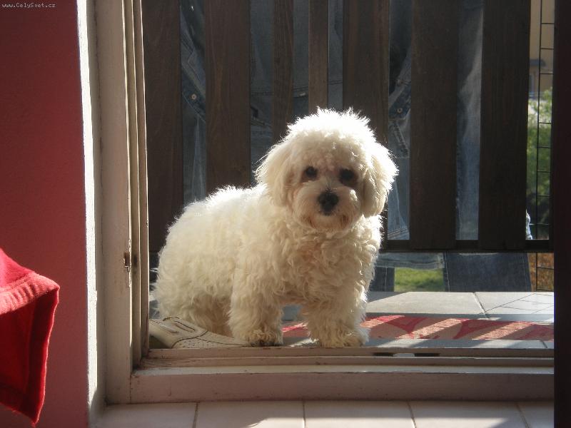 Foto: mazel-n�co bych sn�dl