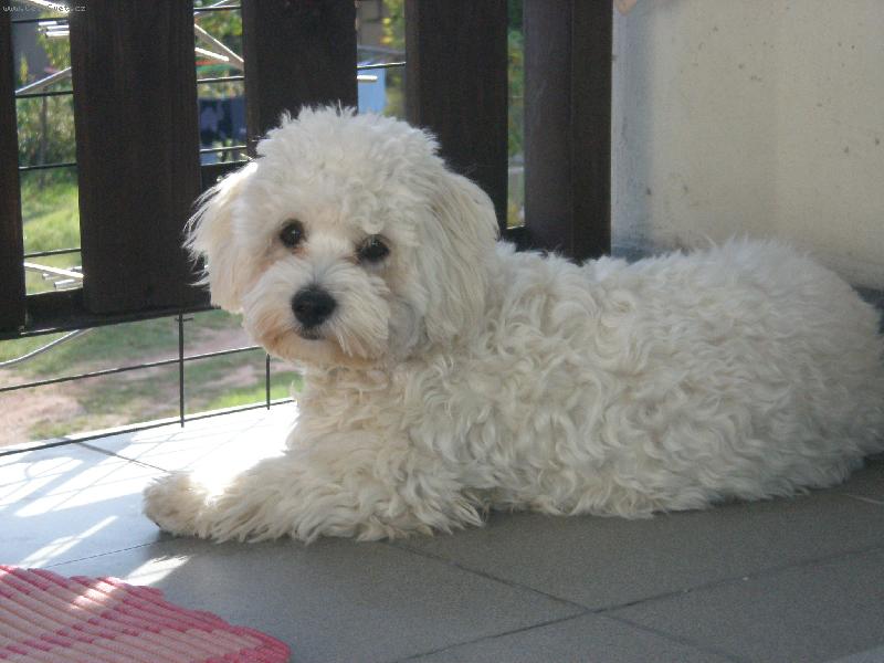 Foto: balkona�ek-�u��m na holky