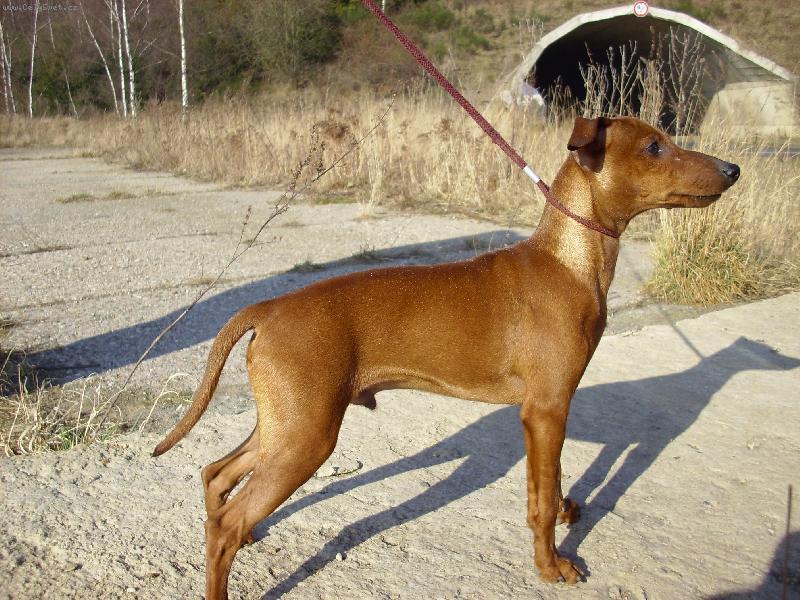 Foto: tak m� vypadat trpasli�� pin�-Askari z IRU