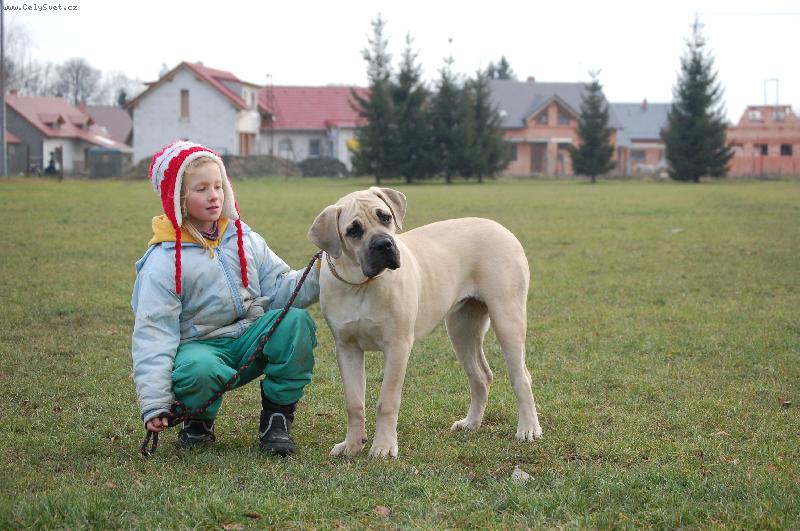 Foto: Boerboel- Istra from South Afrika(5 m�s�c�)-"Sofie"  s Hani�kou  na cvi�i�ti