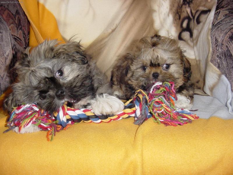 Foto: Charlie a Niki br�kov�