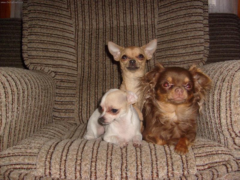 Foto: Magali, Nat�lka a Terezka-trojka