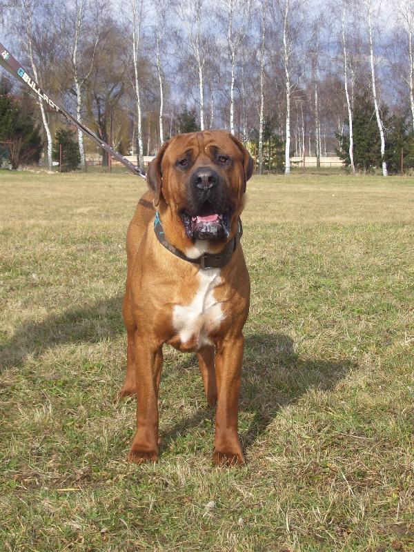 Foto: Jch, Atsuko of Malizi Doghouse-Atsuko , 18 m�s�c�