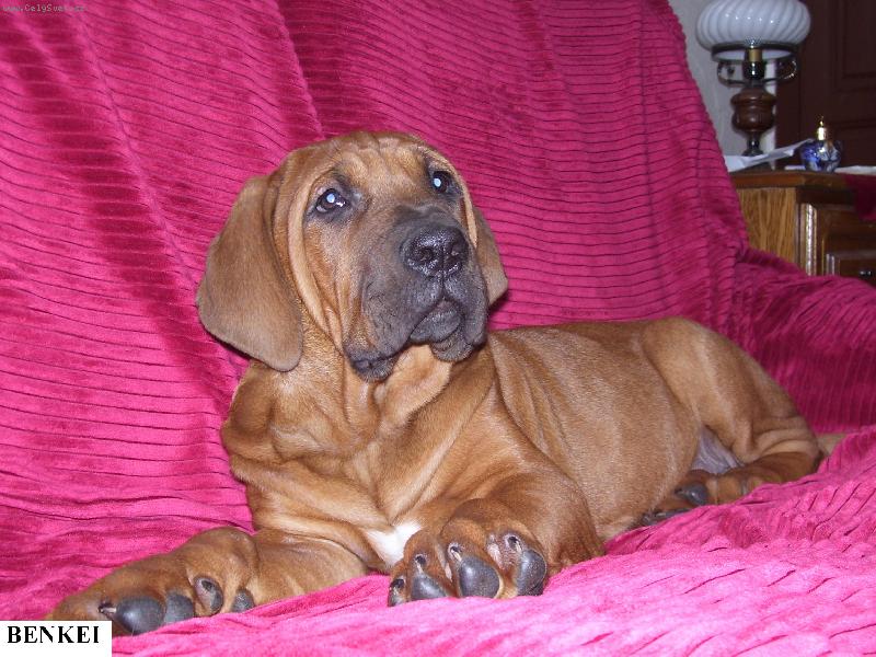 Foto: Benkei of Malizi Doghouse