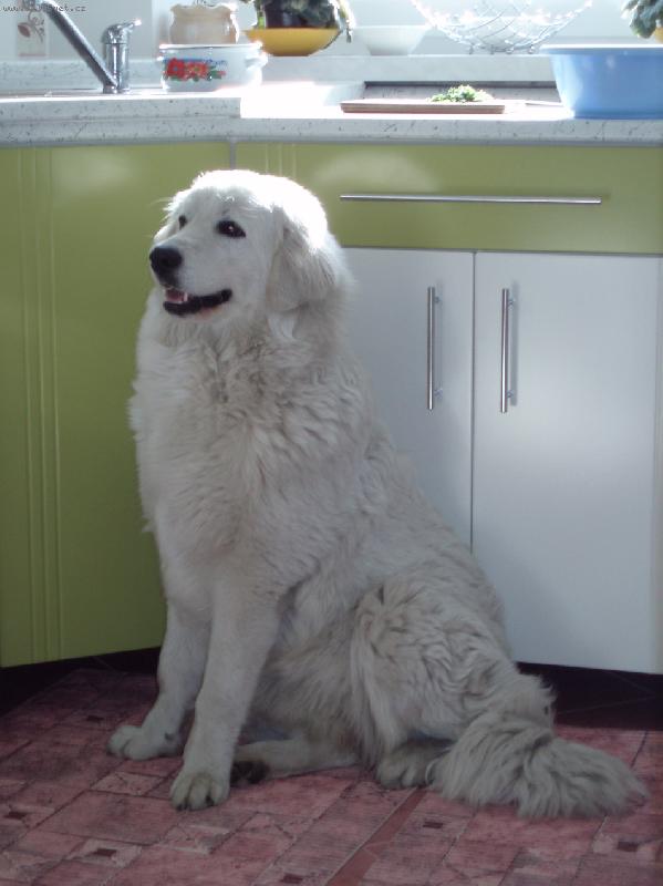 Foto: Aschenka - 8 m�s�c�-�ek�n� na pap�n��ko