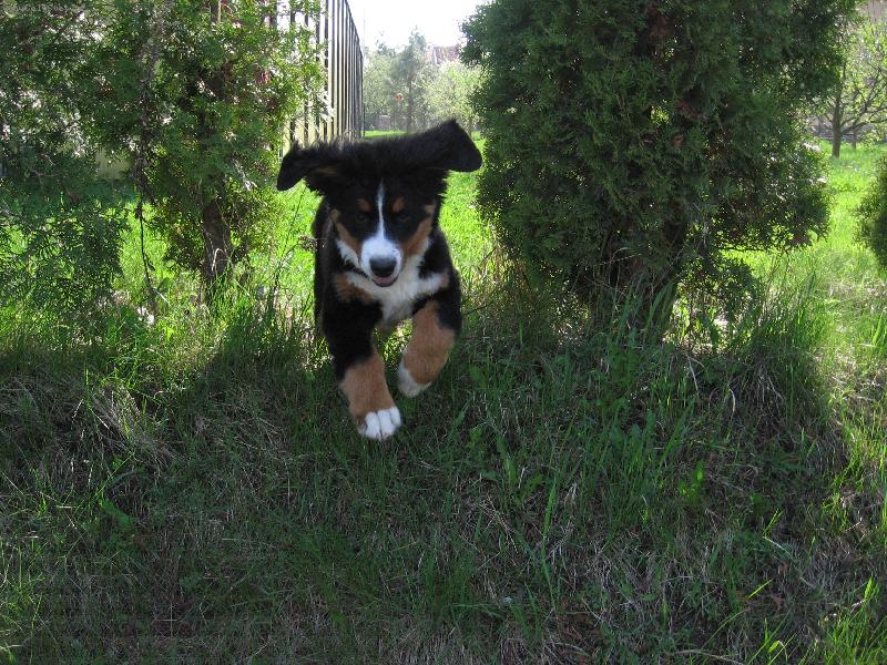 Foto: Jessie z Hodolan-S radost� a t�eba i po hlav� :-)