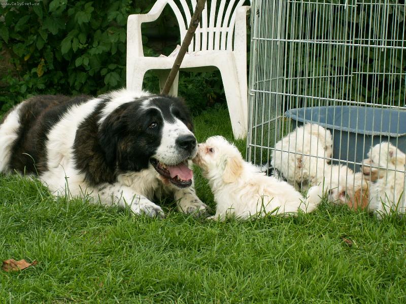 Foto: Egina Bohemia Vampirelli-mastinka a �t��ata havansk�ch ps�k�