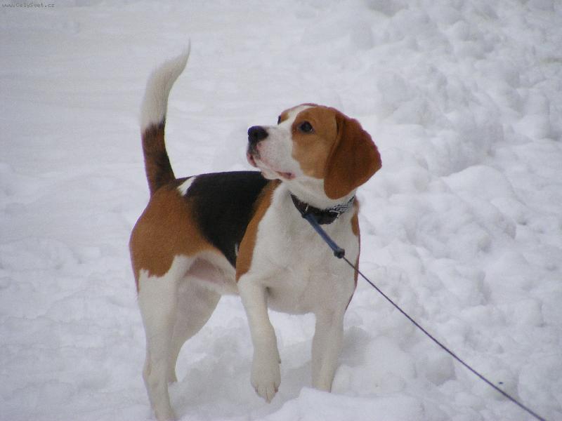 Foto: Bur�k-Miluji sn�h