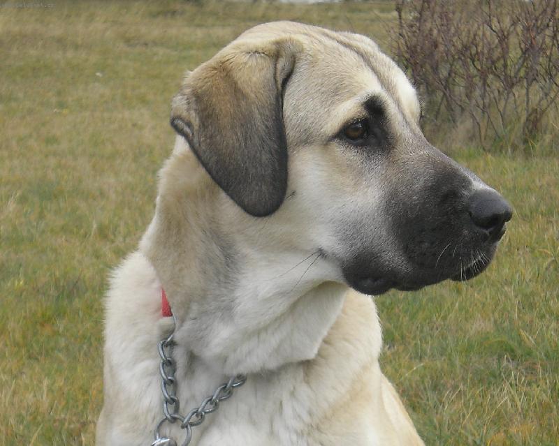 Foto: Bessy, 10 m�s�c�