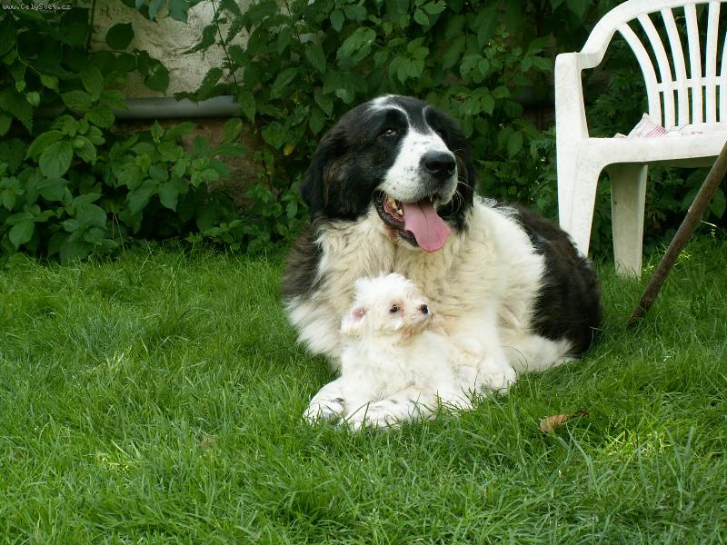 Foto: Pyrenejsk� mastin a �t�n� havansk�ho ps�ka-mal� a velk� kamar�d