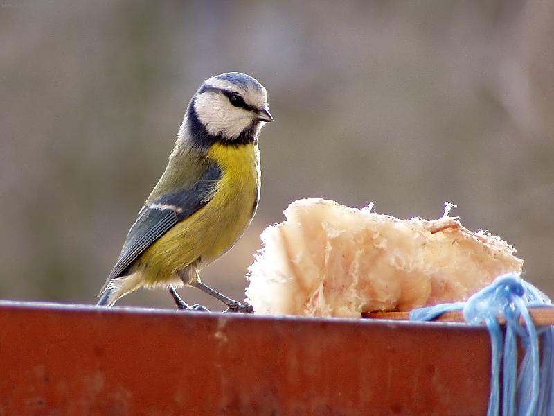 Foto: To je sn�dan�