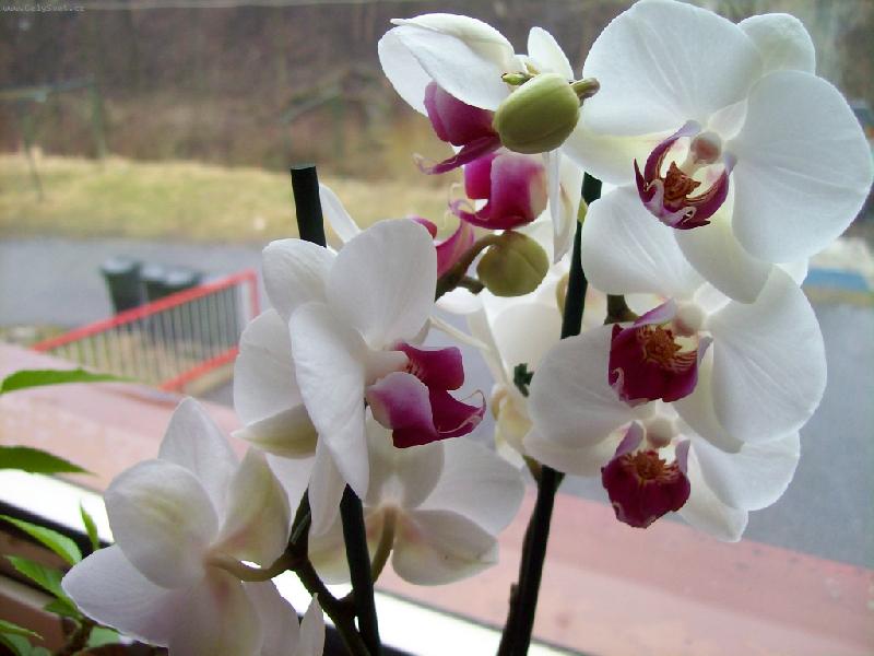 Foto: M�rovec-R��ovo- b�l�