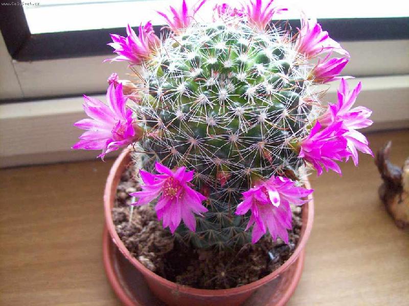 Foto: Mamil�rie-fialov�