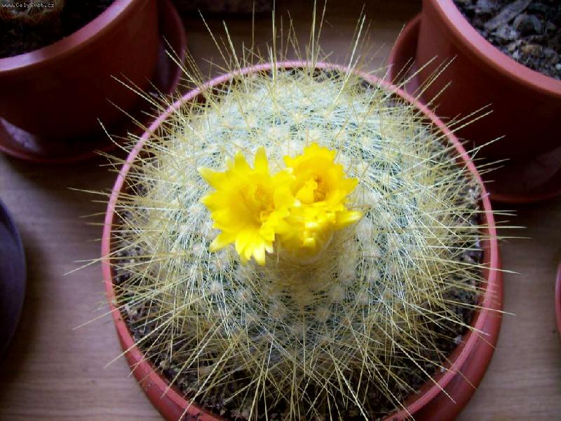 Foto: Parodia-�lut� kvetouc�