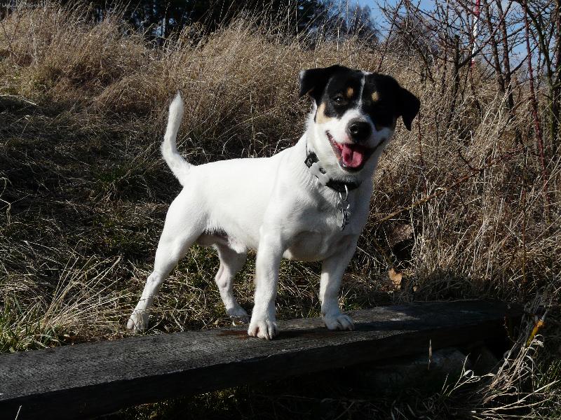 Foto: Joy�k na proch�zce