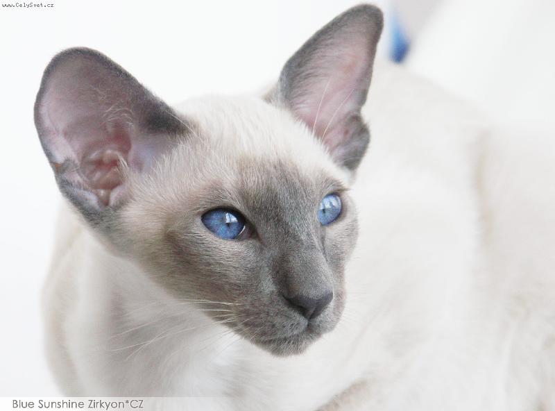 Foto: Bibinka-Blue Sunshine Zirkyon,CZ