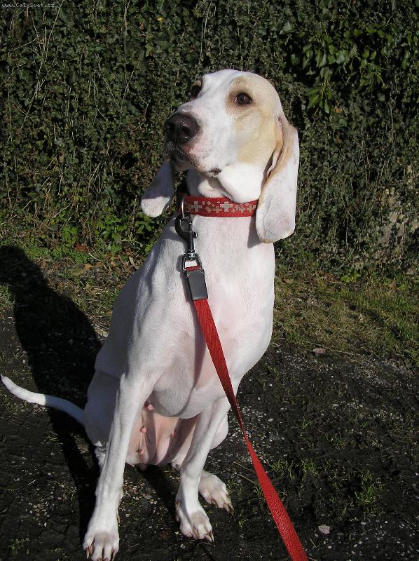 Foto: porcelaine:besi z diansk�ch luk -"toni�ka"