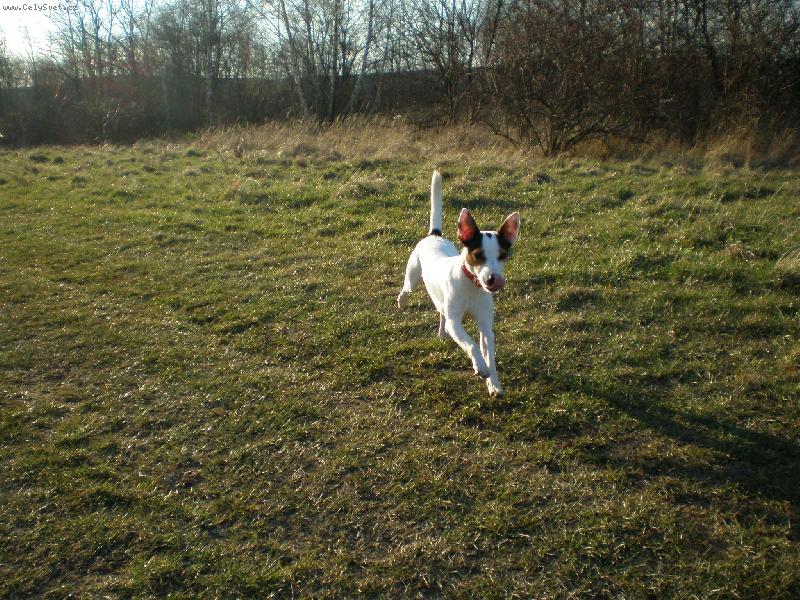 Foto: Netop�r v b�hu