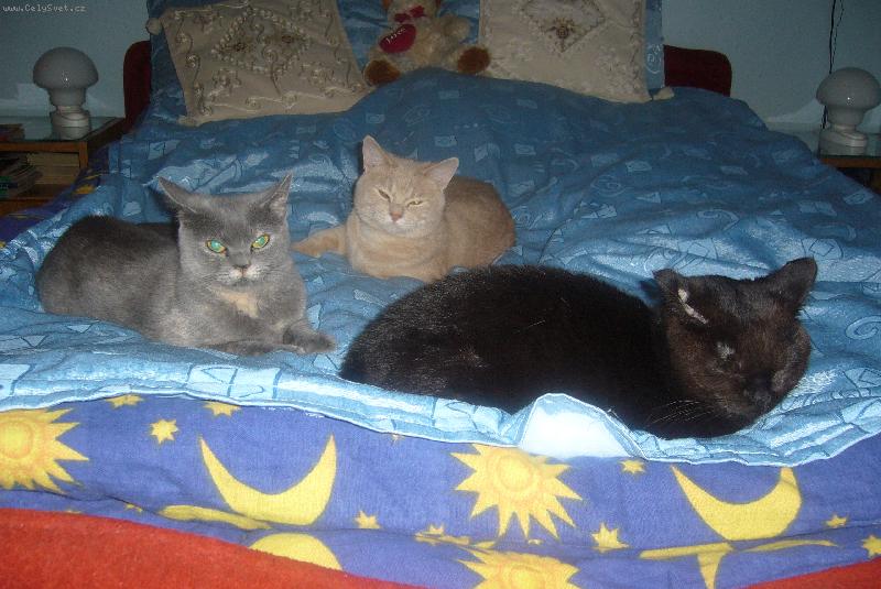 Foto: Mazl�ci na�� rodiny-Jessica- �okol�dov�,Vendulka-modrokr�mov�,Sam-kr�mov� st��b�it� mramorovan�