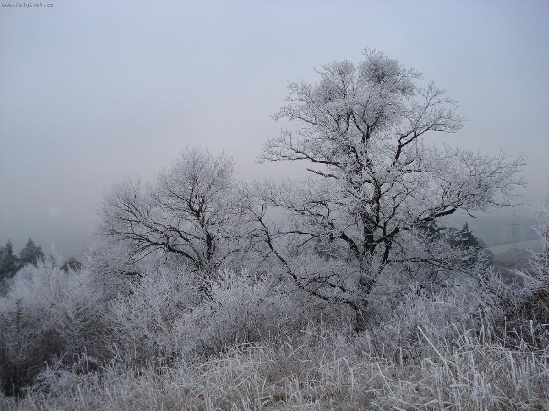 Foto: Slovensko-Zimn� rozpr�vka-Inov� na stromoch na �p�t� Str�ovsk�ch vrchov