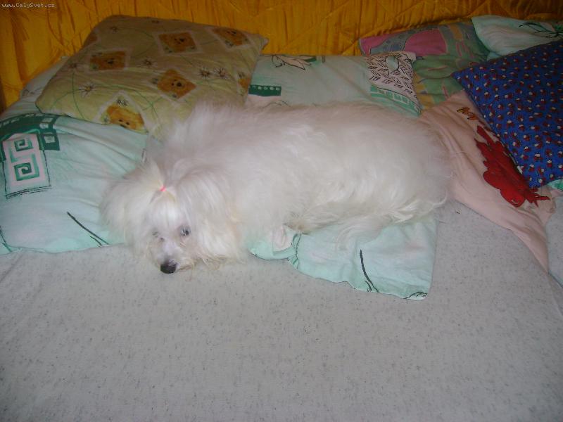 Foto: Mufinek-jsem tak unaven� po proch�zce :-)