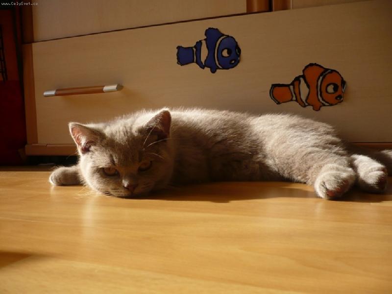 Foto: Balt�k-Vyh�v�n� na slun��ku