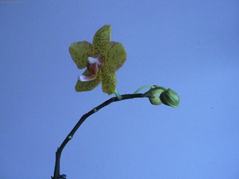 Foto: orchidej