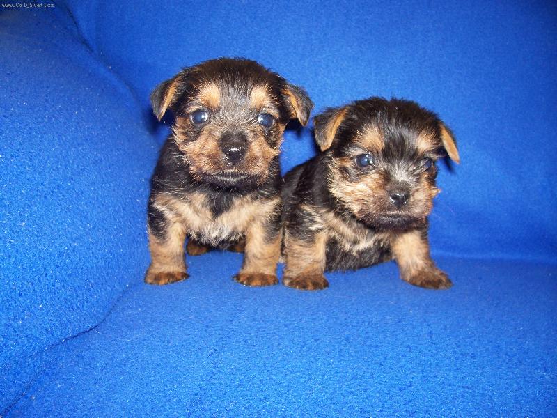 Foto: Norfolk terier-�t�n�tka v chov. stanici Bohemia enjoy