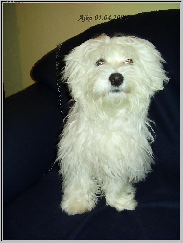 Foto: ajko-mus�m sa u� u�esat