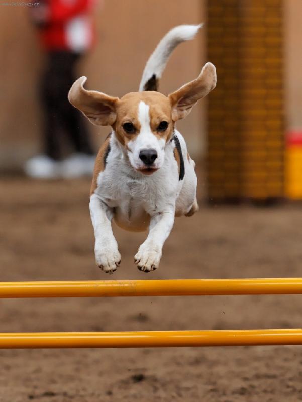 Foto: Prvn� z�vody-Let�c� b�gli�ka �anetka