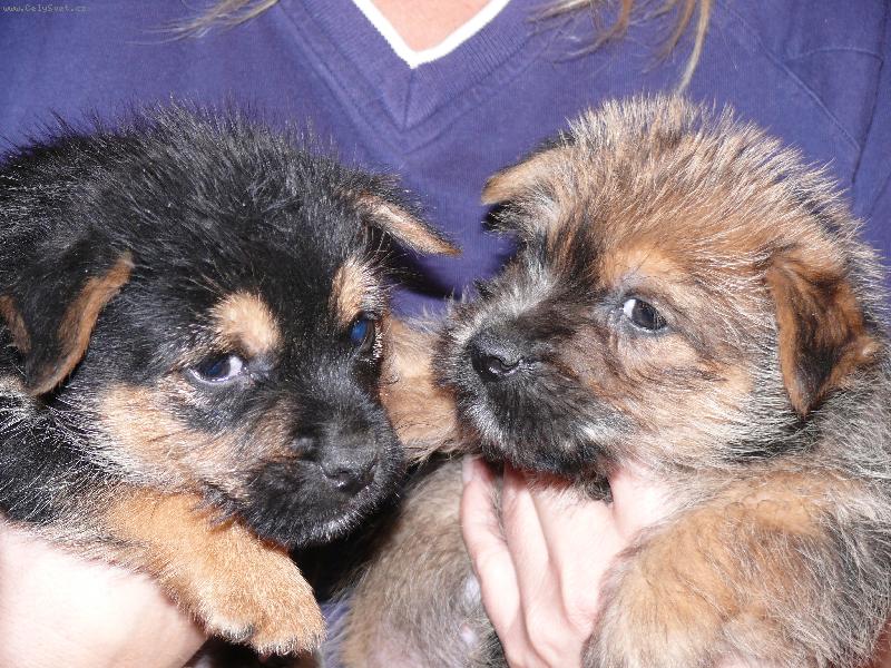 Foto: �t�n�tka z chs z mu�k�tov� zahrady-norwich teri�r