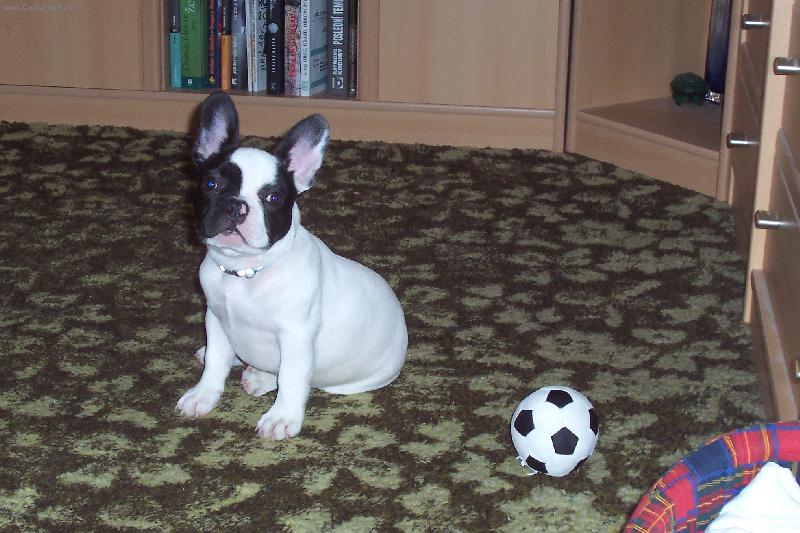 Foto: Chucky-Pom������c, vypad�m jako kopa��k!!!