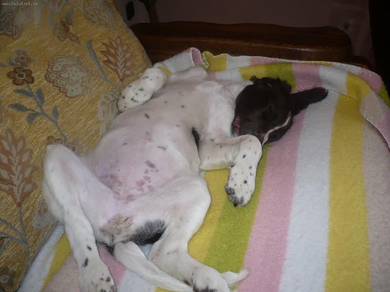 Foto: Airin Gris Nero-dom�c� pohoda