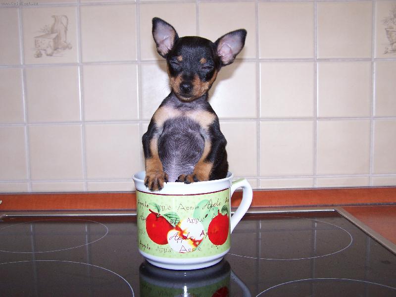 Foto: Kr�ska - t�k� pohoda-Ach jo, co si ta pani�ka je�t� vymysl�?