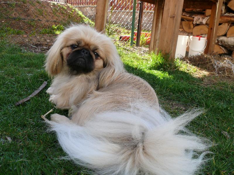 Foto: Pekin�z-www.pekingsky-palacovy-psik.websnadno.cz/