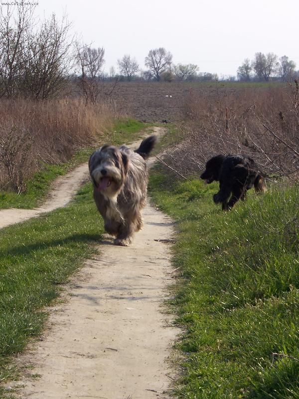 Foto: Ch. Cooper Blue Pi�k�tka-Bucky je jednoducho n�dhern� :)))