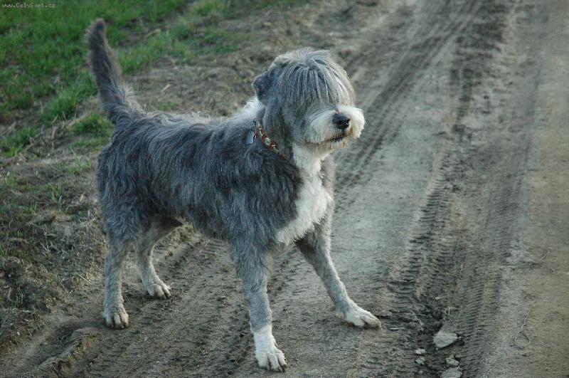 Foto: Ch. Cooper Blue Piskotka-Pani�ka vyzliekla :)))  ale aj tak mi to sved��, V�ak???