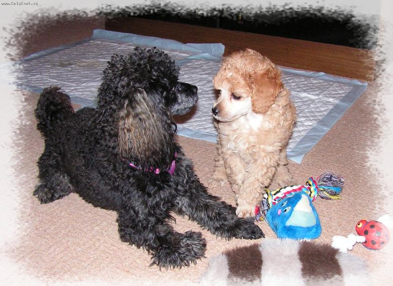 Foto: Toy pudl Fido a Ronny