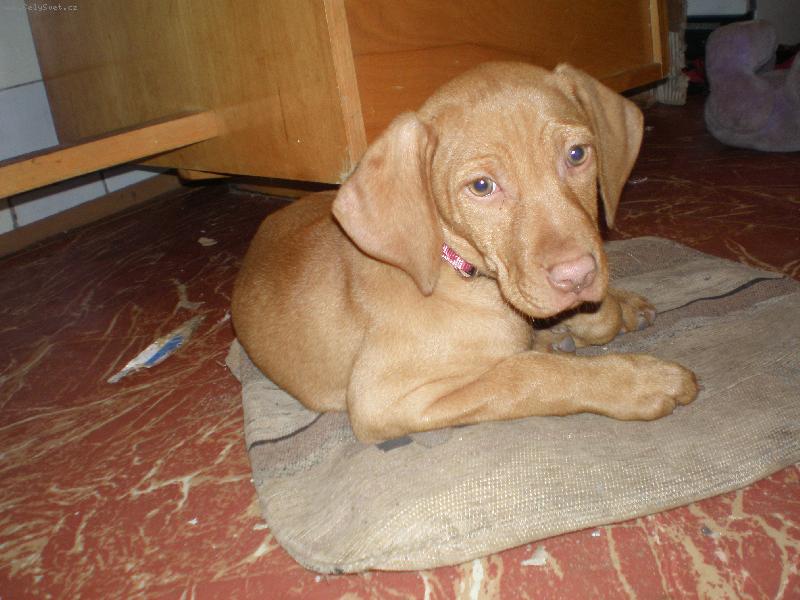 Foto: madarsk� oha�-moje daffinka:o*