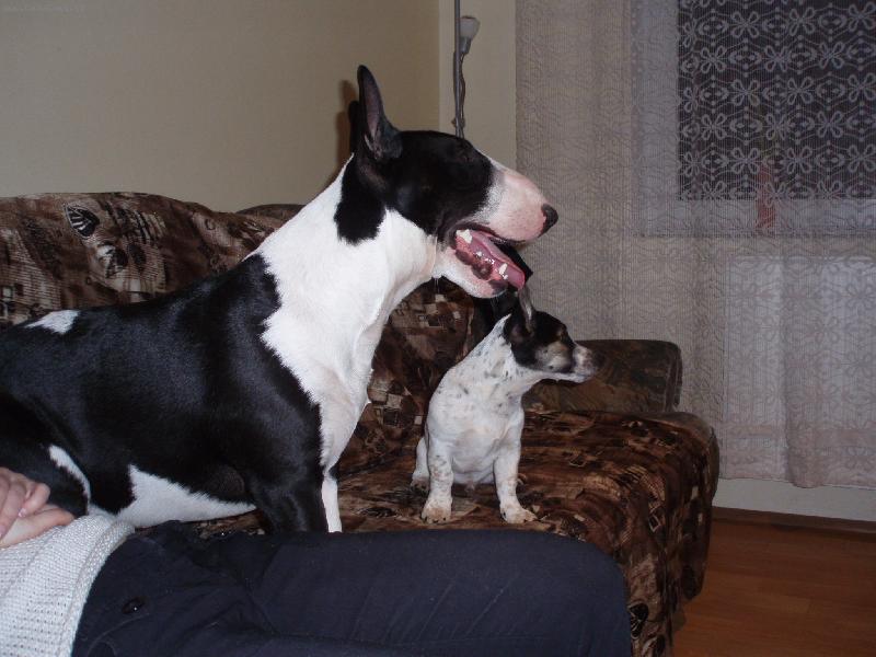 Foto: Whisky-a jeho kamar�d