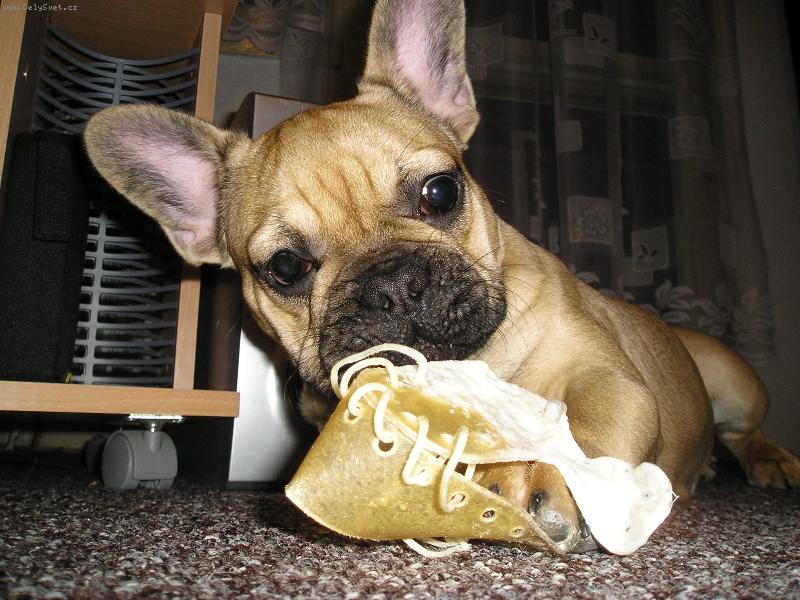 Foto: Botkus-ta bota je m�am m�am