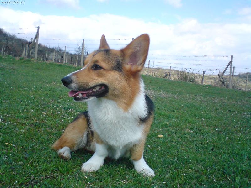 Foto: Eram z mohelky - S�a-Vo vinohradoch pri Pezinku