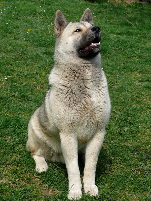 Foto: Archi je u� ml�denec