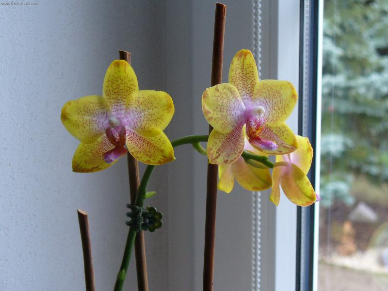 Foto: phalaenopsis