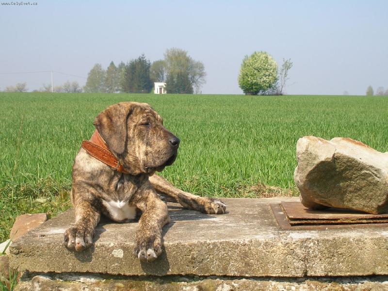 Foto: Bosso - 21 t�dn�