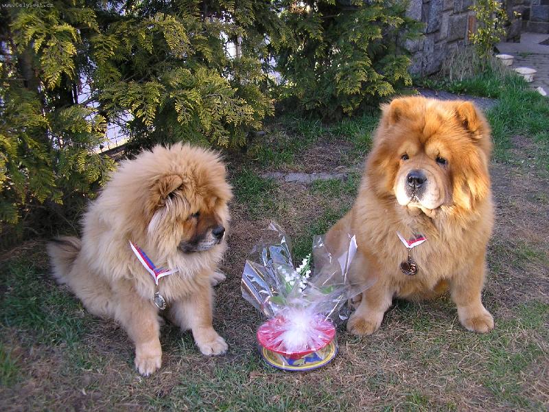 Foto: na v�stav�-d�re�ky za um�st�n�