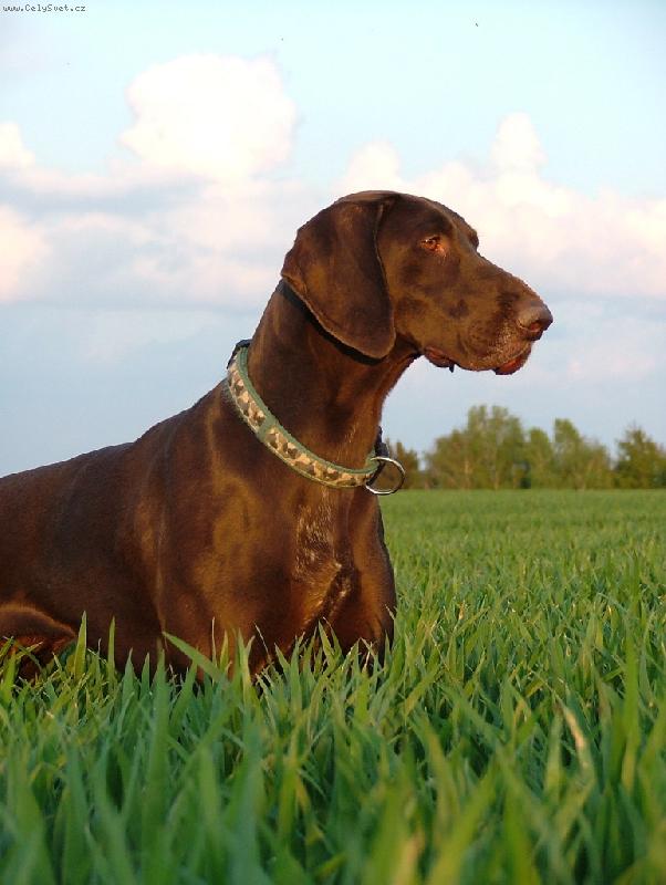 Foto: Nessi z Bilice (ChS ze �t�pek)-Nessi z Bilice (ChS ze �t�pek)